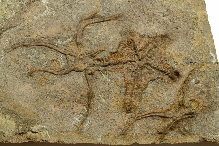 Wide Plate Of Fossil Brittle Stars & Starfish #376928